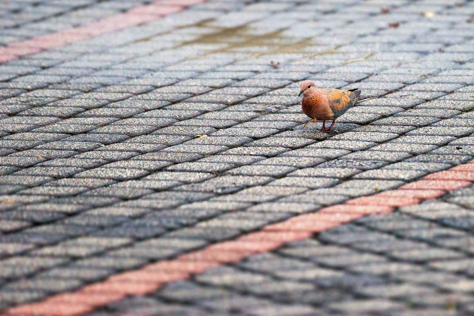 20161112 061934 Palmtaube oder auch Senegaltaube